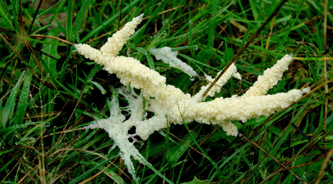 witte schimmel op gras